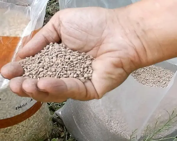 Mano che tiene un pugno di nocciolino pellet, con sacchi pieni sullo sfondo.